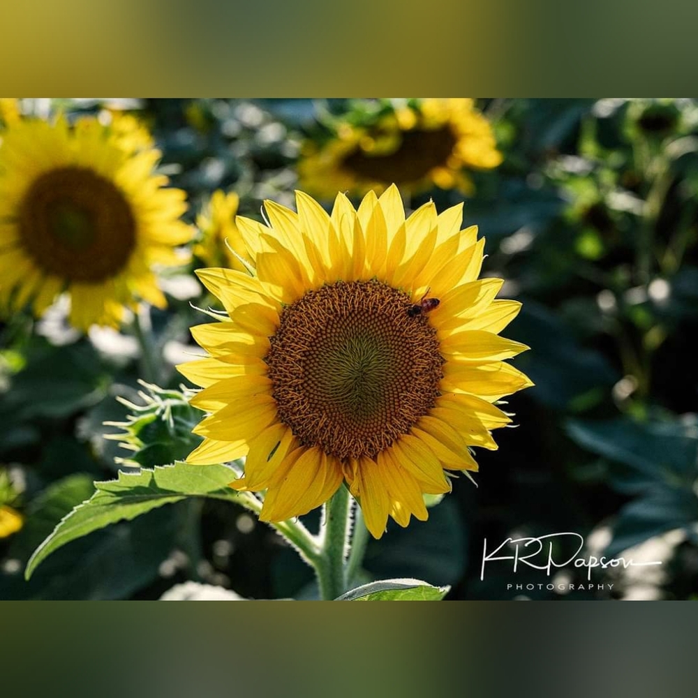 Meet your Posher, Crystal